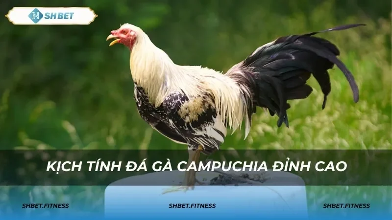 Tính năng nổi bật và ưu điểm của đá gà Campuchia