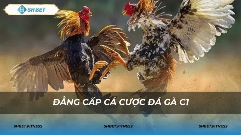 Ưu điểm nổi bật của đá gà trực tiếp C1