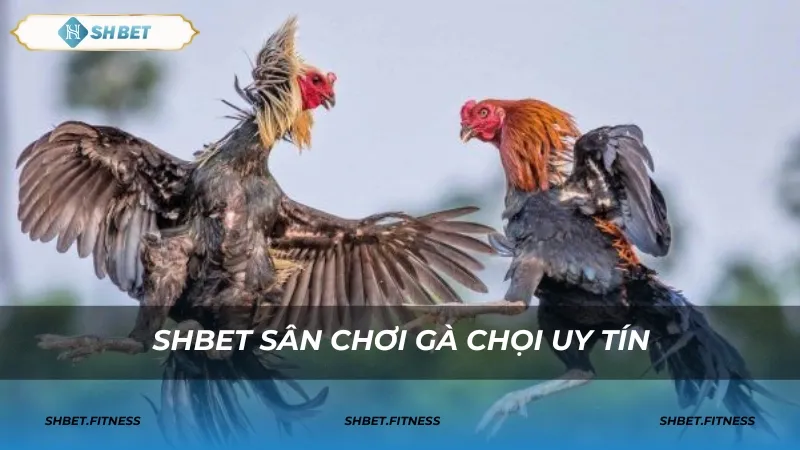 Tỷ lệ thắng và cách phân biệt từng loại cược