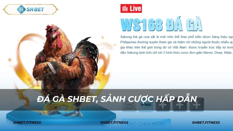 AOG - Trận đấu kịch tính với hình ảnh chất lượng cao